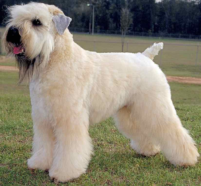 Soft coated wheaten terrier color changes